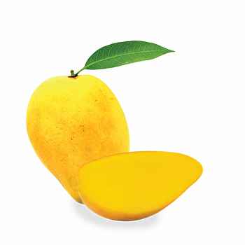 Mango - Bud
